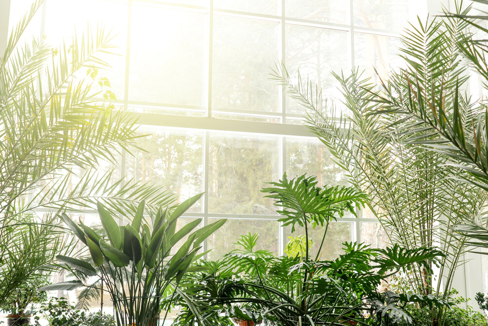 10 Ways to Create a Biophilic Design