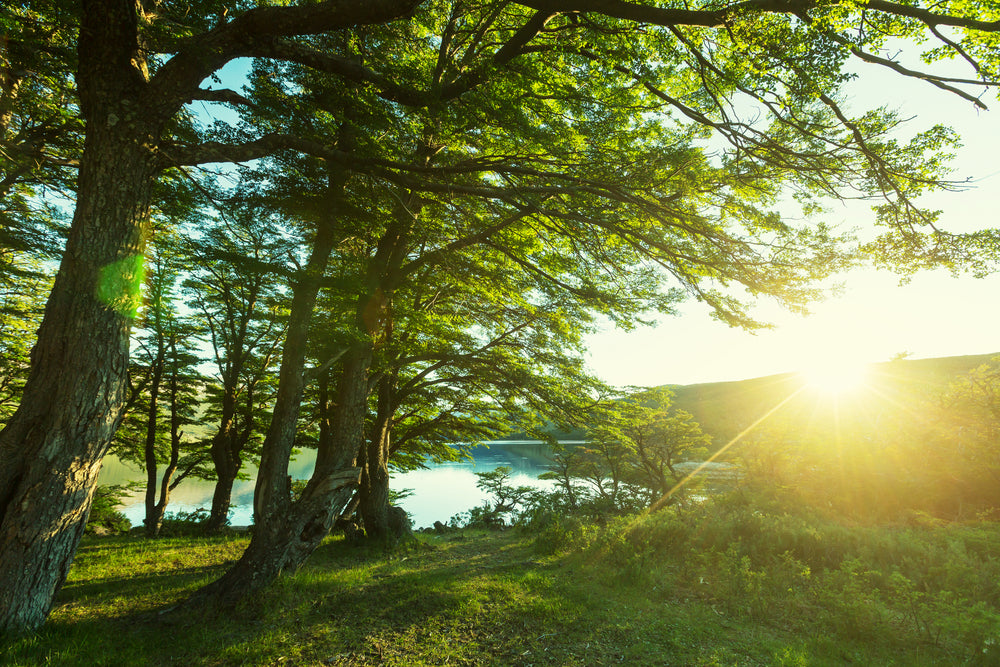 Cedar Tree Forest