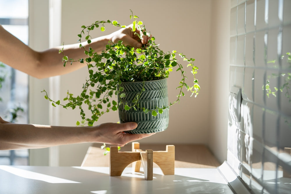 Signs which tell you to buy new plants pots