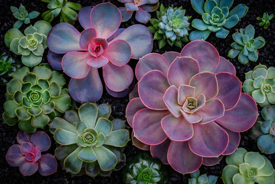 Types of Echeveria Plants to Grow in Your Home