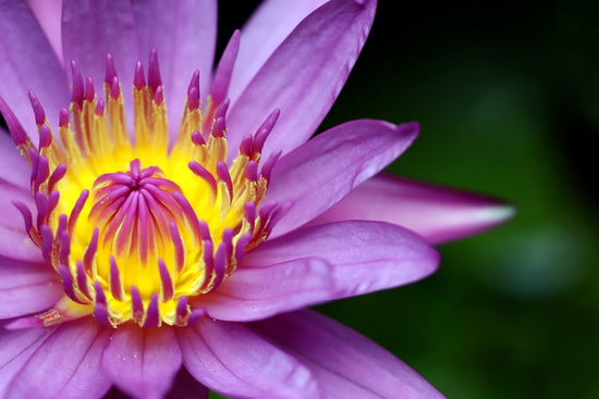 How to Grow Lotus at Home