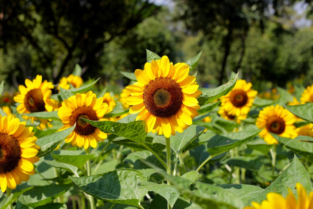 How to Grow Sunflower Seeds