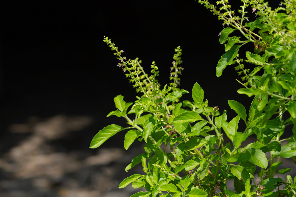 Why Do We Worship Tulsi Plant?