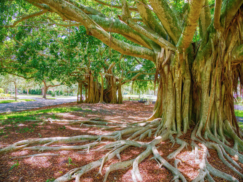 Indian Sacred Plants and Trees