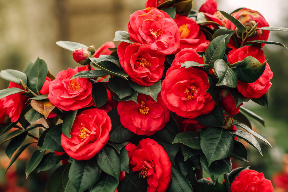 Red Camellia Flowers