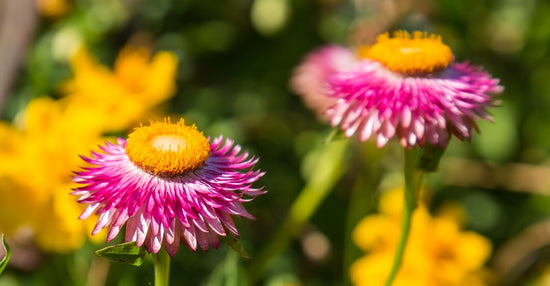 How to Grow Helichrysum from Seeds