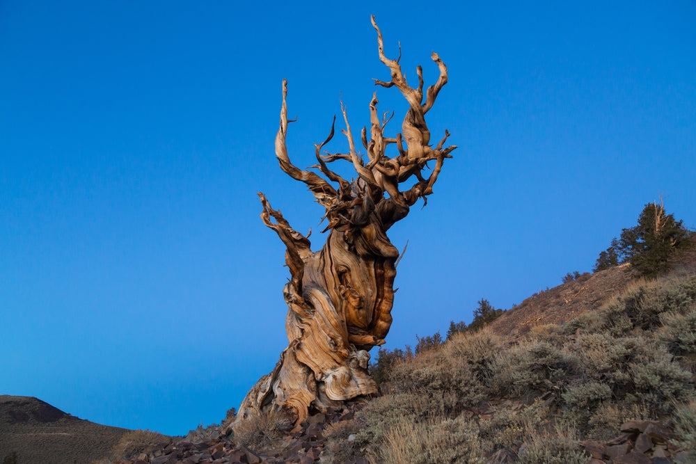 Some of the Oldest Living Plants on Earth