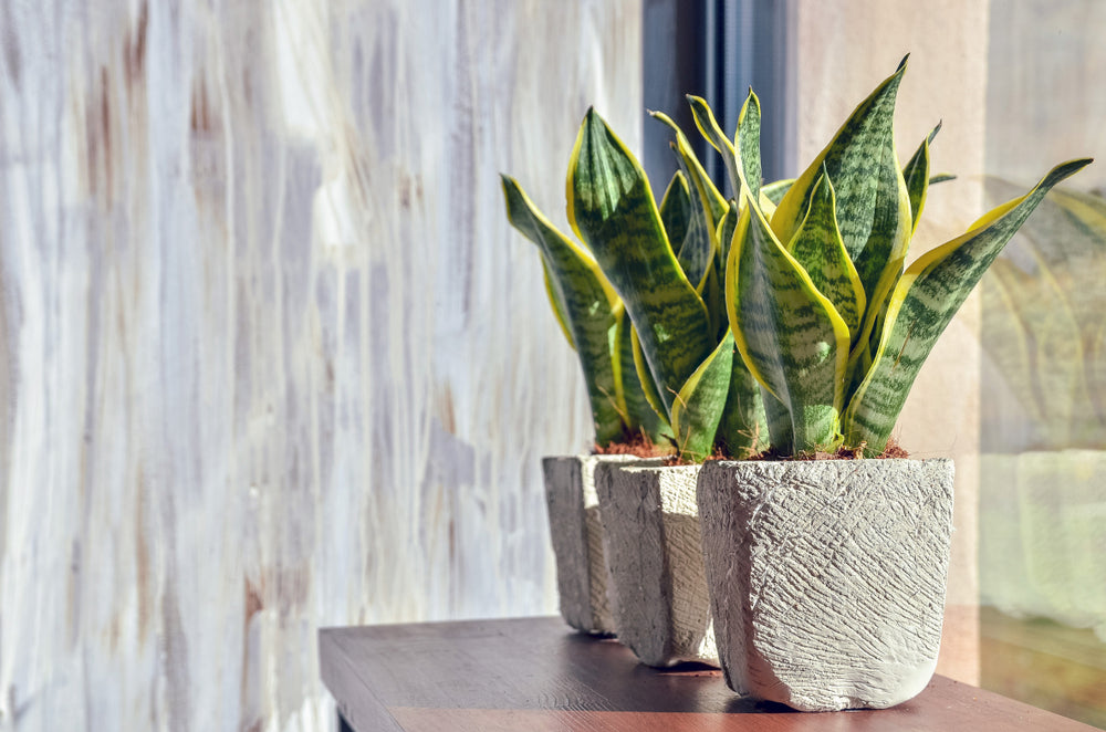 Indoor Snake Plant 