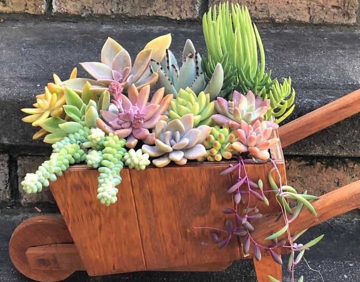 5 Succulents Decoration Ideas for Stunning Indoor Displays