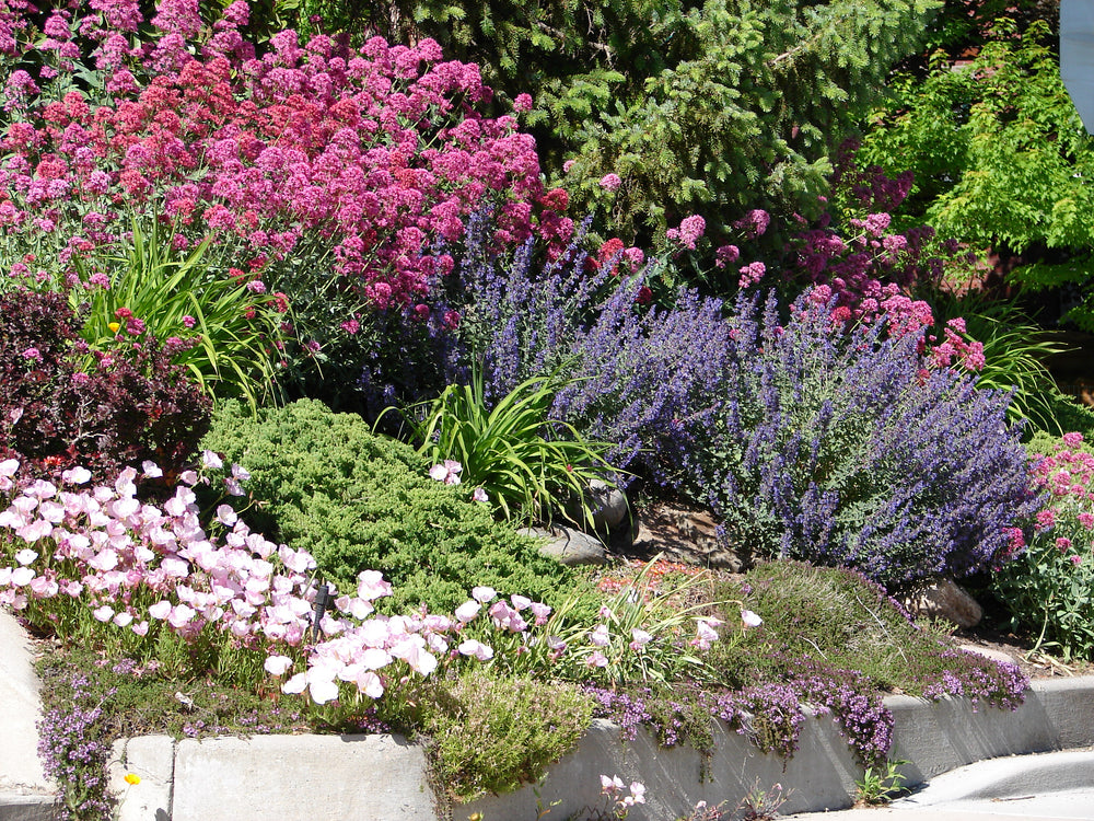 Xeriscape Flower Garden