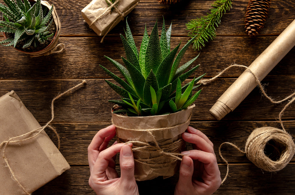 Best Green Gifts for Students and Working Individuals