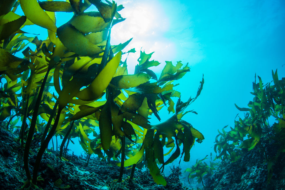 Green Seaweed