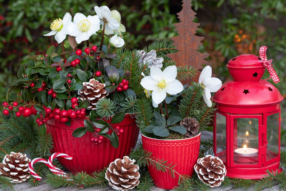 5 Flowering Plants to Fit Your Home's Christmas Theme This Year