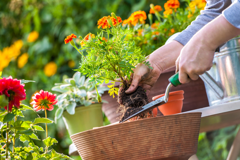 Best Mother's Day Gifts for Mothers With a Green Thumb