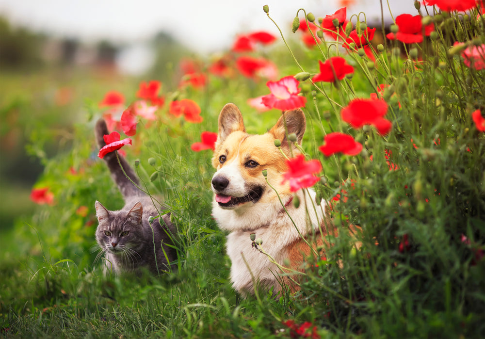 10 Produce Plants that Benefit Your Pets