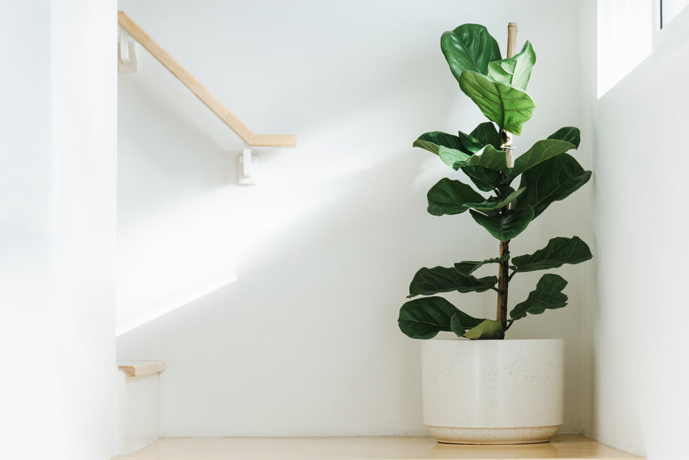 How to Take Care of a Fiddle Leaf Fig Plant