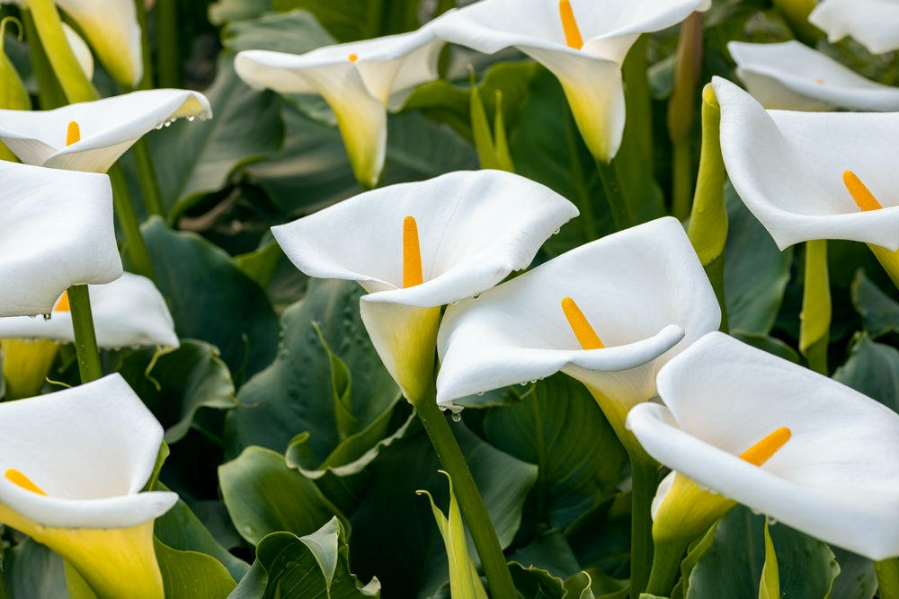 White Calla Lilies 