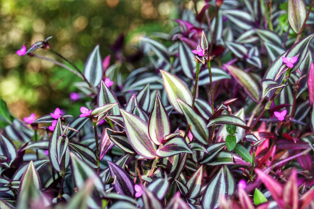 Bring Your Dream Garden to Life with These 10 Creeping Plants!