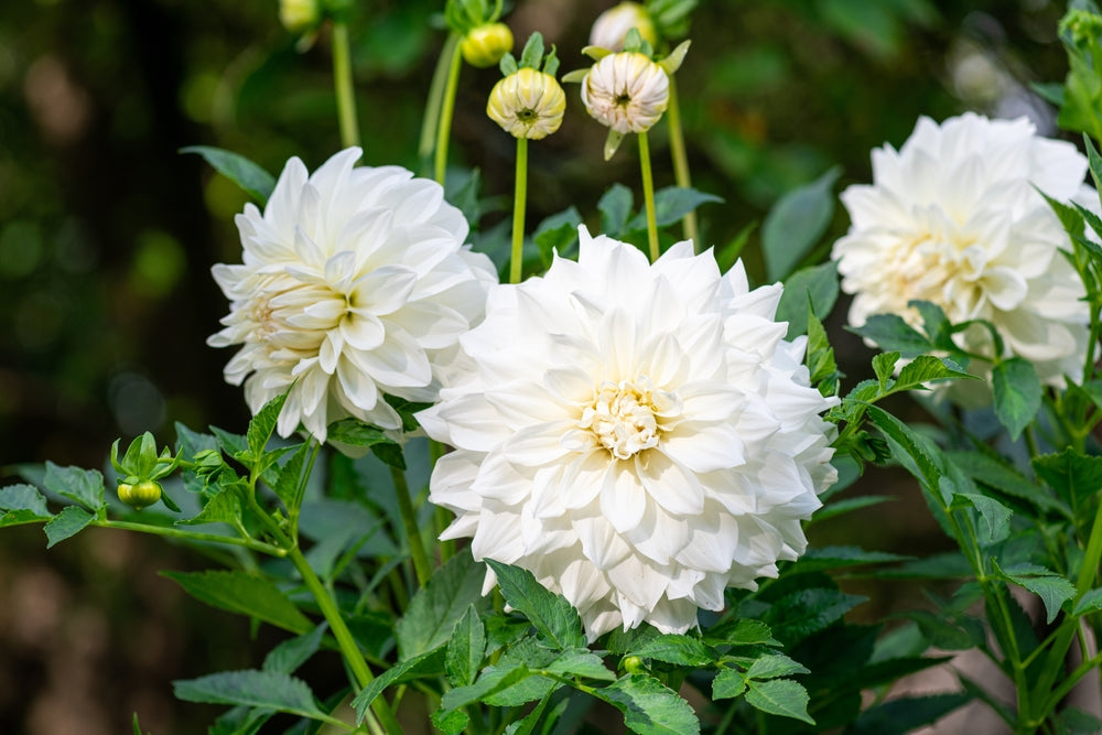 How to Grow Dahlias at Home