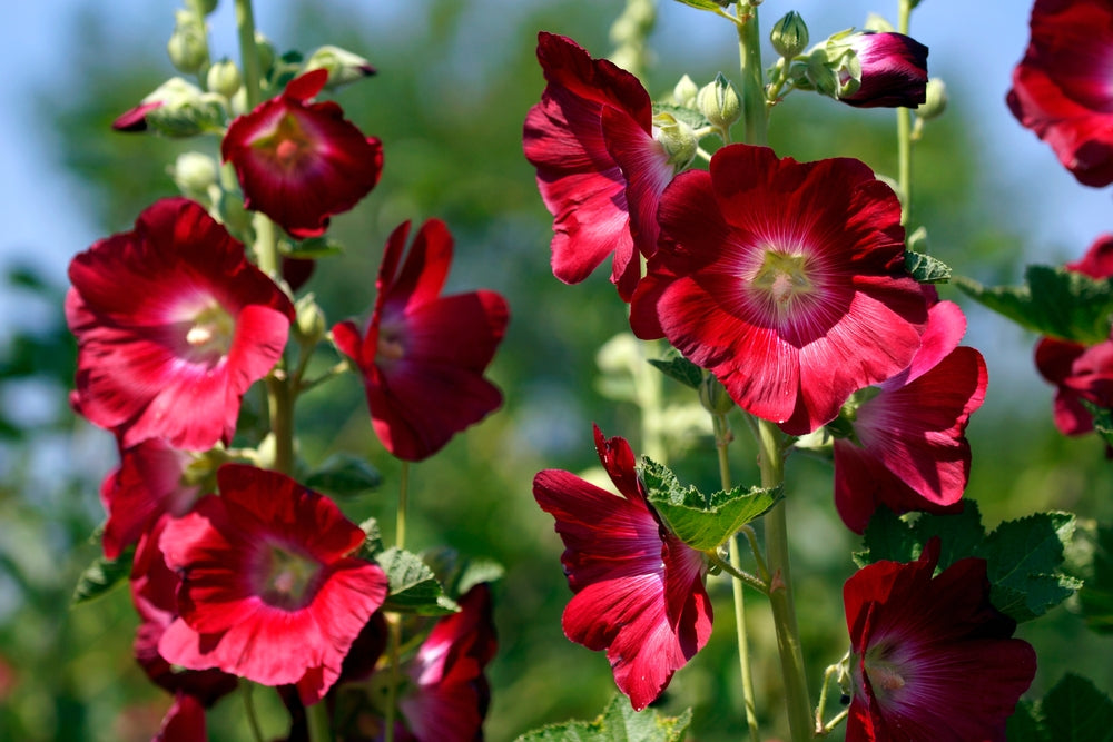 Hollyhock Flowers