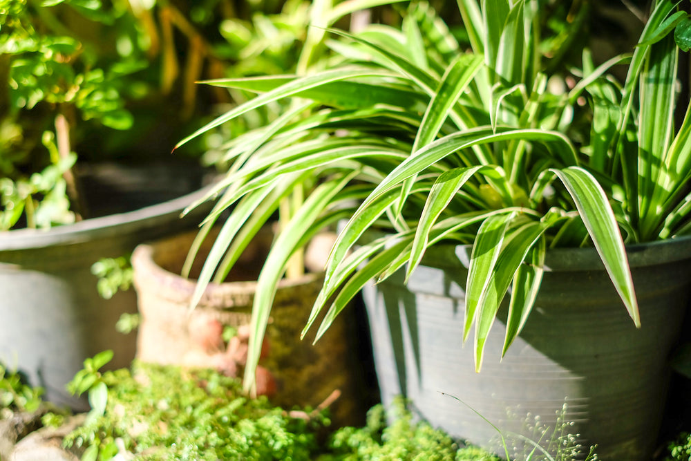 How to Take Care of Spider Plants