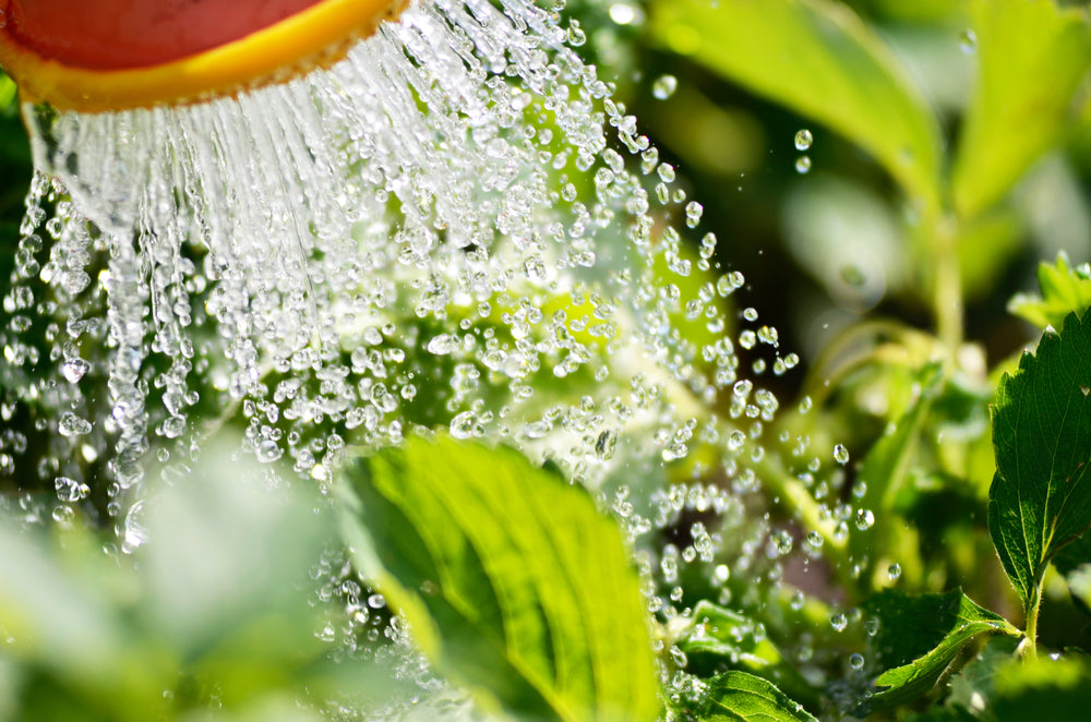 When is the Best Time to Water Plants?