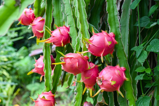 How to Grow Dragon Fruit in Your Garden