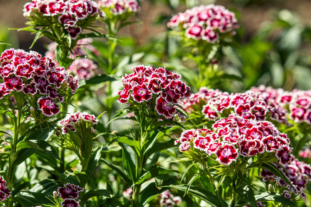 Sweet William 