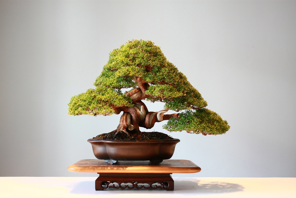 6 Plants that Make for Wonderful Bonsai Plants Indoors