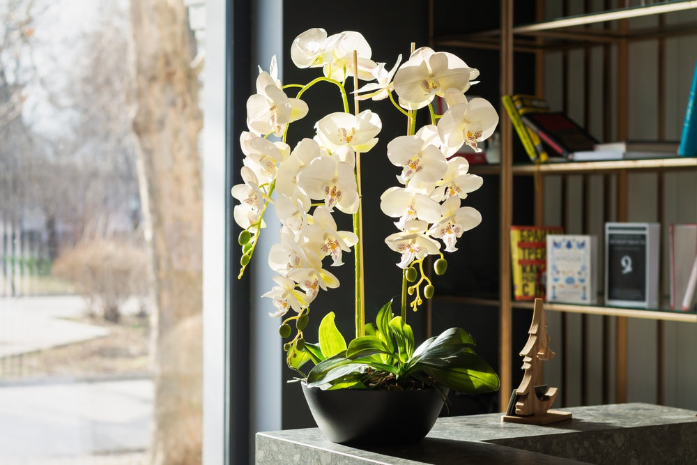 Different Types of Orchids and How to Care for Them