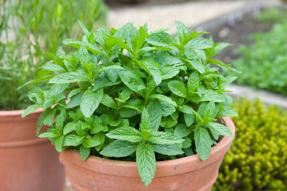 How to Grow Mint at Home