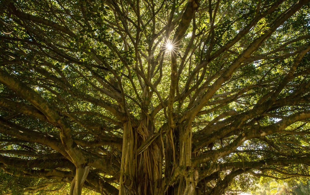 Banyan Tree in a  Field 