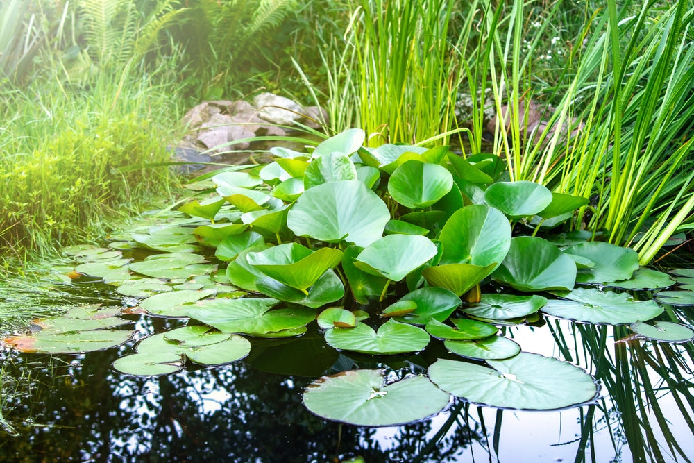 Expand Your Palette with these Edible Plants that Grow in Water