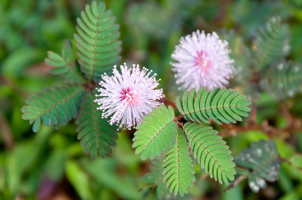 Mimosa Pudica