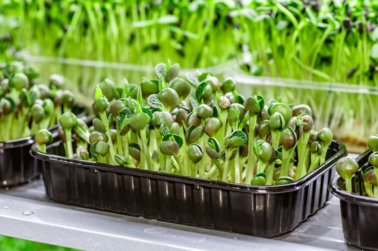 How A Microgreens Growing Tray Can Help You