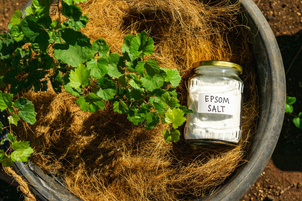 Why Should You Use Epsom Salt for Garden Maintenance?