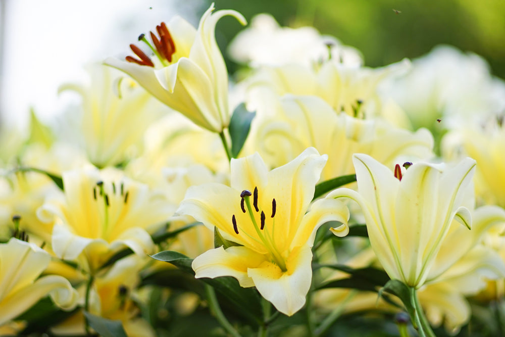 Lily Flowers