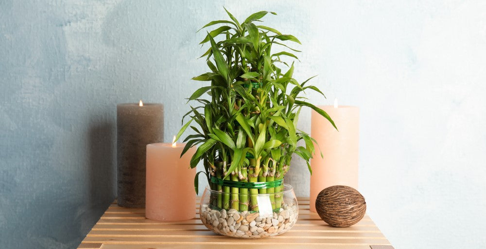 Why Do We Gift Bamboo Plants?