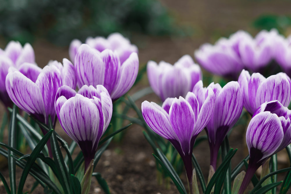 Purple Crocus Flowers