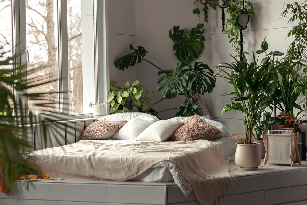 10 Stunning Houseplants with Beautiful Symbolisms