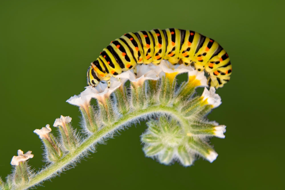 10 Types of Pests that Attack Plants: What You Must Look Out For