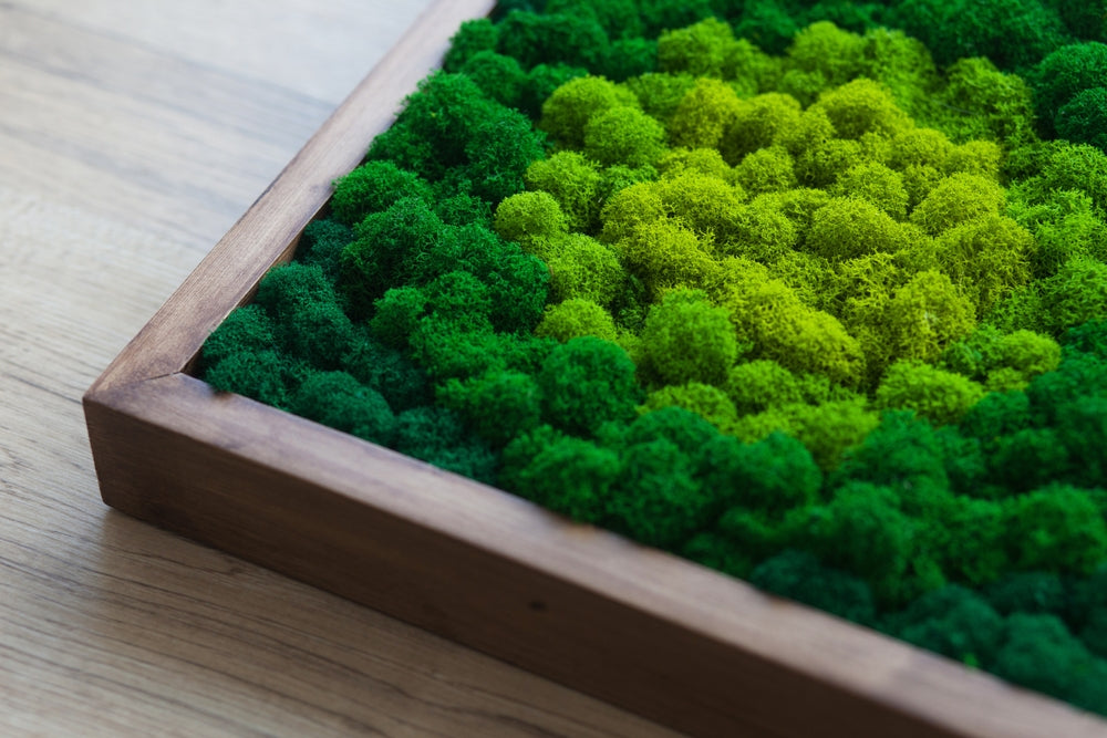 9 Different Varieties of Moss to Add to a Garden: Their Benefits and U