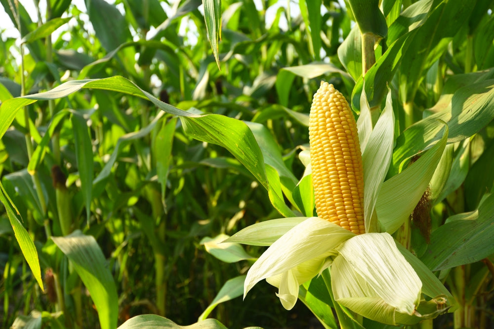 How to Grow Corn in Your Garden