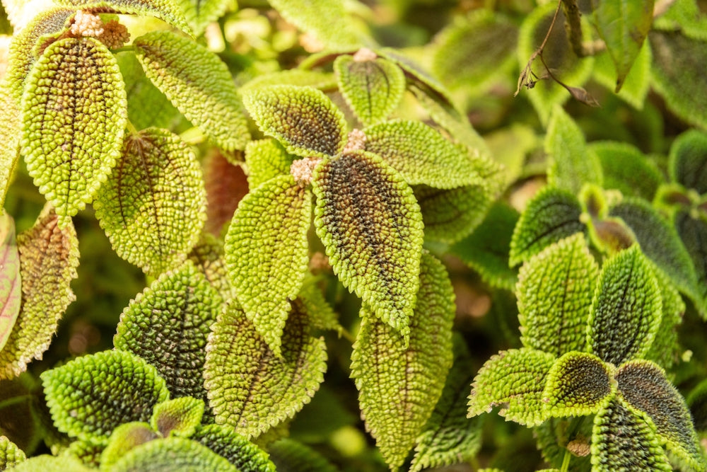 Moon Valley Pilea