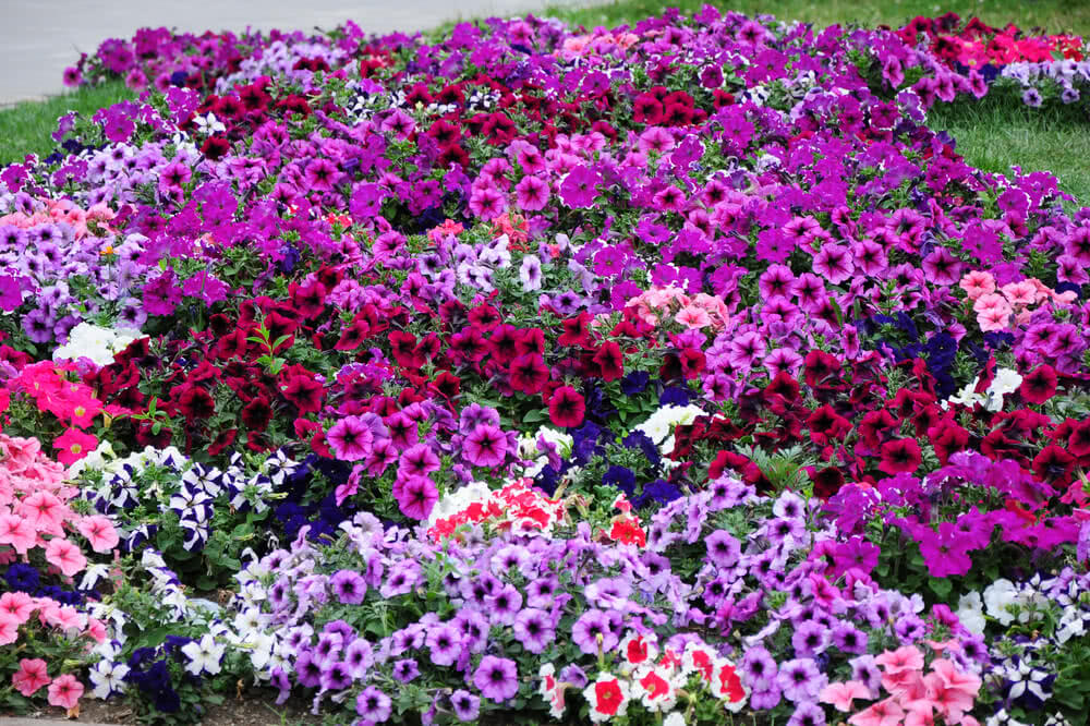 Annuals versus Perennials