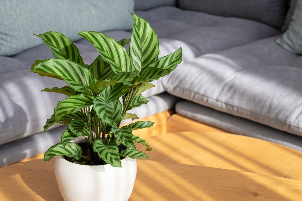 8 Benefits of Having a Calathea Plant in Your Home