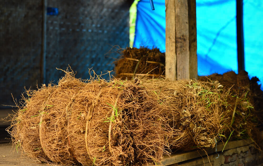 Vetiver: A Cool Blessing in Hot Summer