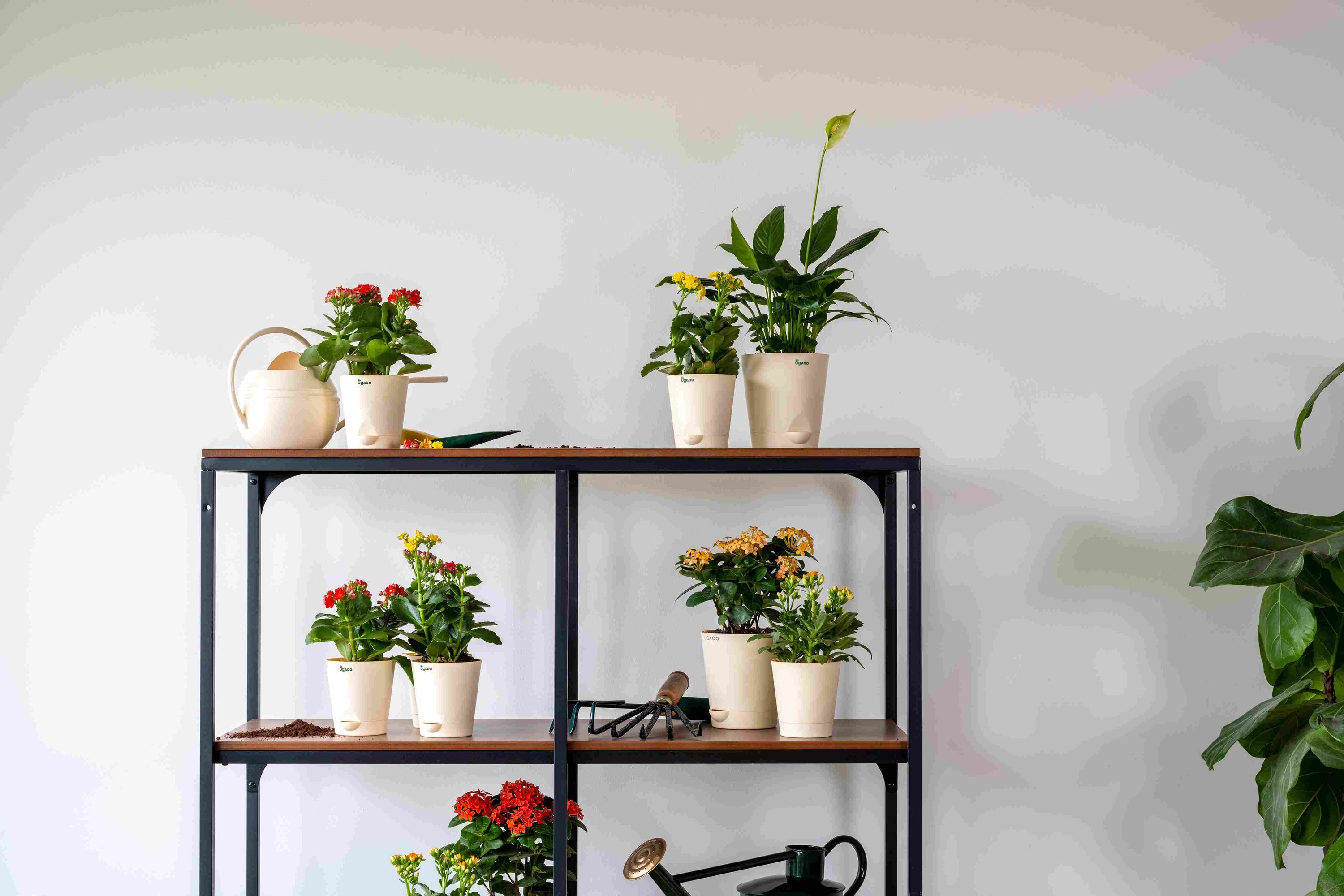 Top 10 benefits of houseplants