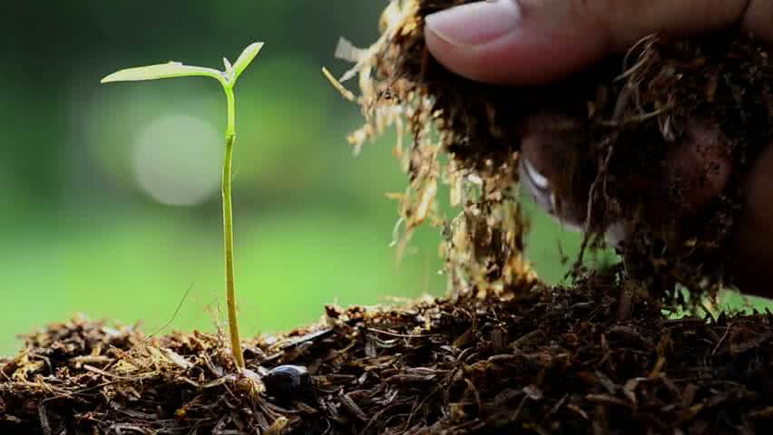 Why should you add manure to plants right now?