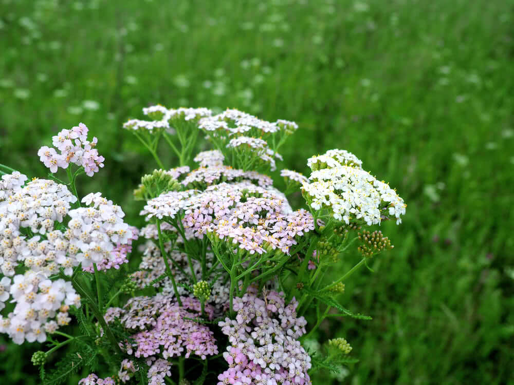 Weeds to Help Cure Your Wounds